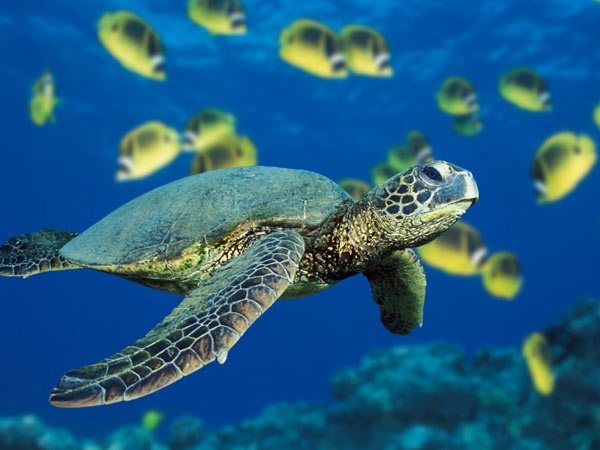 Philippe Verga part sauver des tortues de mer