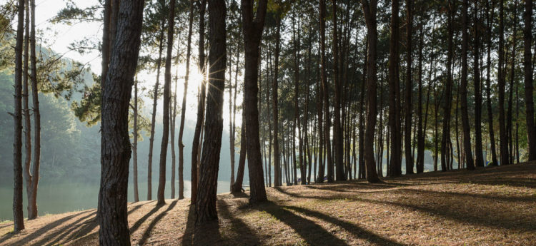 Forêt