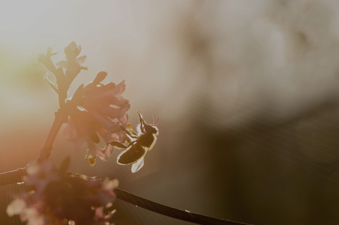 Abeille et soleil
